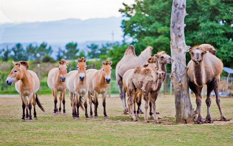 Pour un séminaire original en région Auvergne-Rhône-Alpes profitez du safari de Peaugres et passez un bon moment en équipe