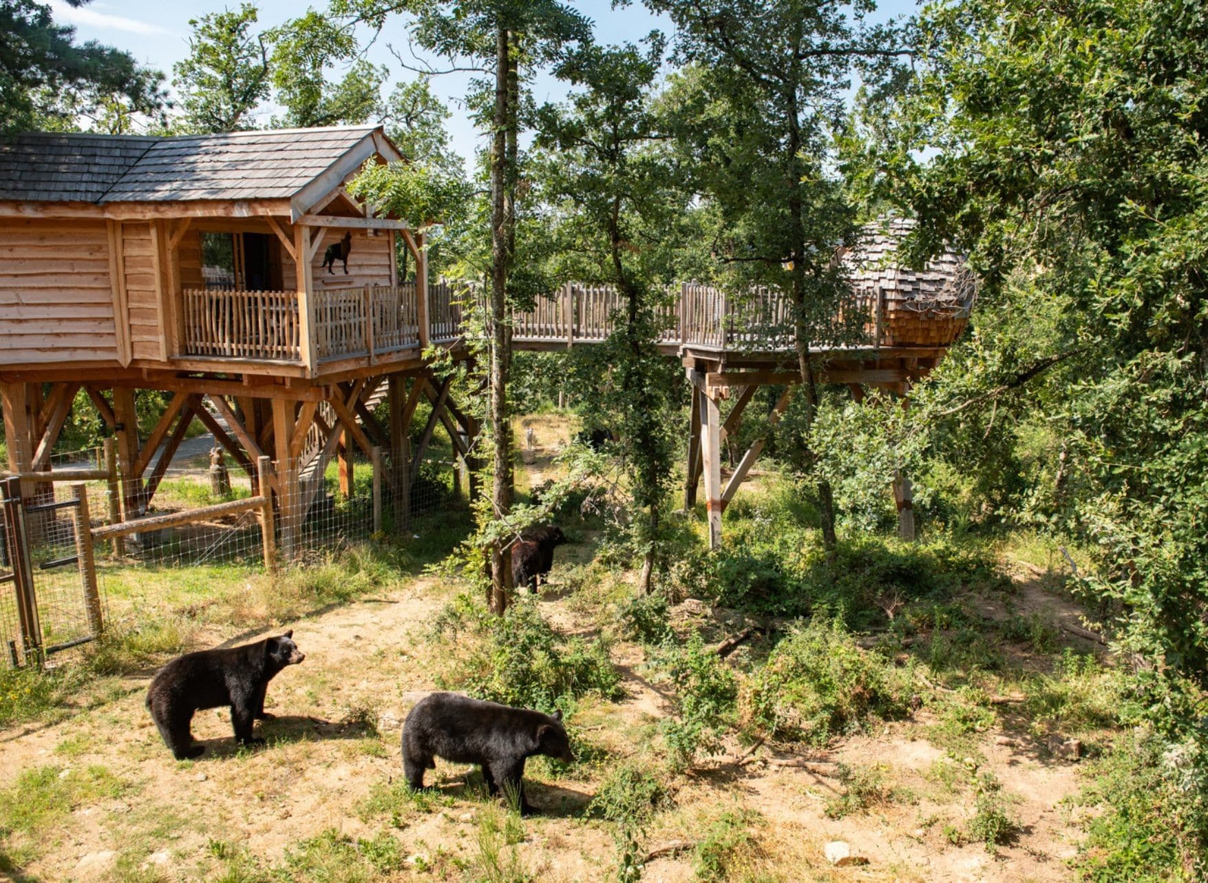 Wow Safari de Peaugres Cabane Perchee Ours