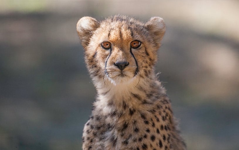 Découvrez un véritable safari avec vos collègue de travail pour un moment convivial qui serra donner le sourire à vos équipes