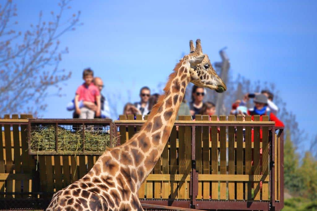 Visite du safari de peaugres entre collègues pour vos événements professionnels