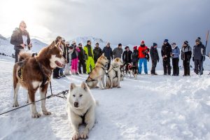 Chien de traineau Cameleon Explorer