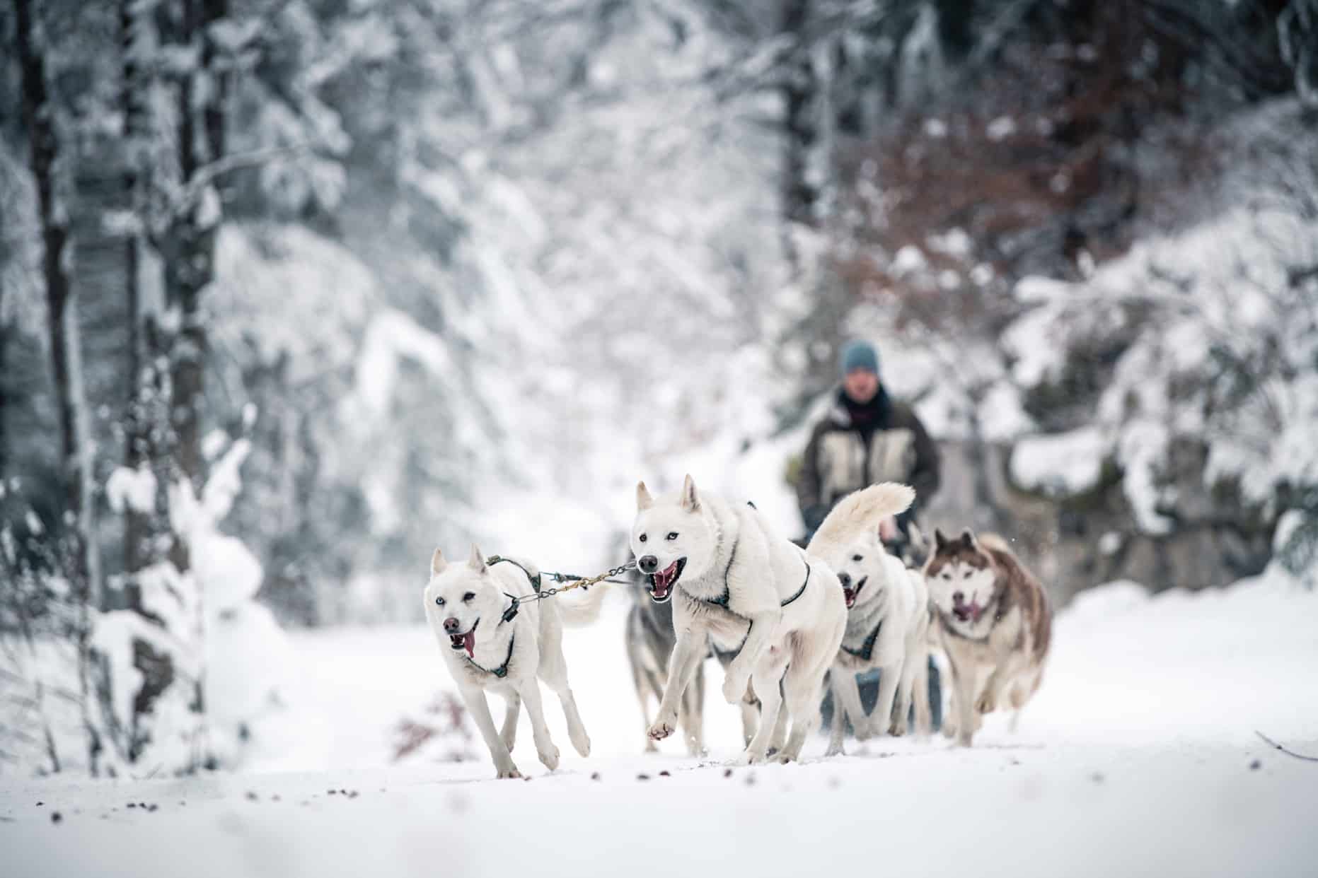 activité team building hiver neige bauges