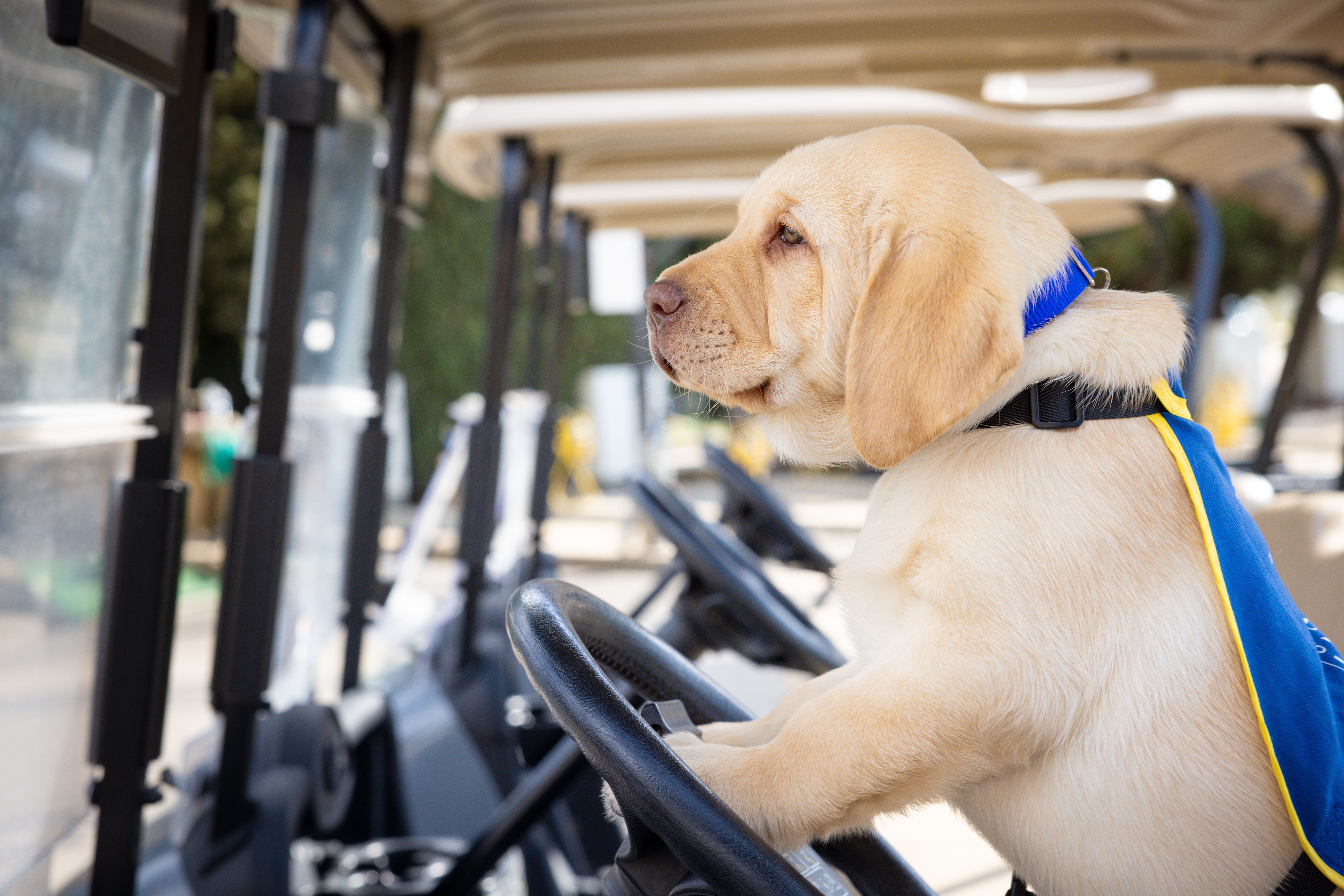 Frégate Provence : chien guide !