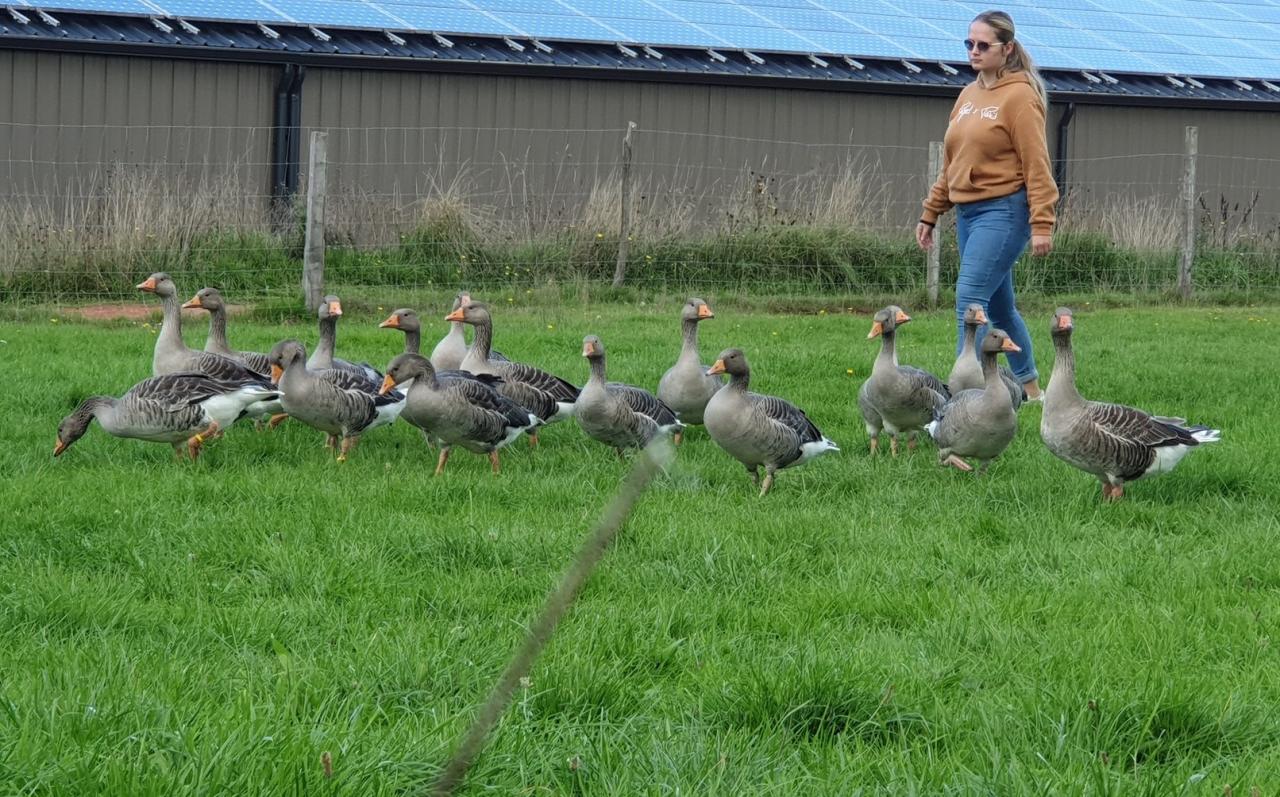 BG Connexion activités avec des Oies