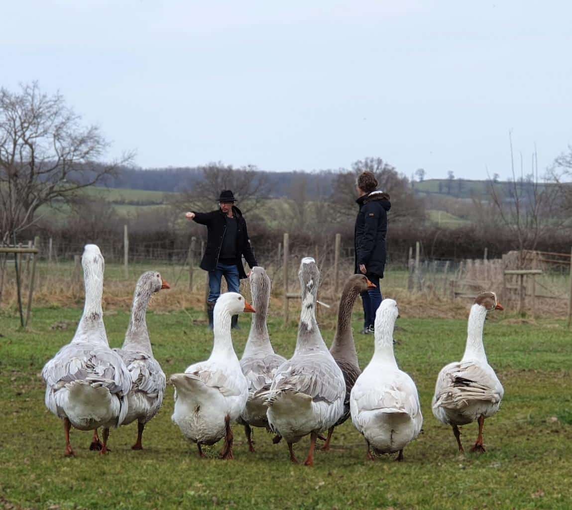 Groupe d’oies avançant sur le domaine BG Connexion avec deux personnes en arrière-plan