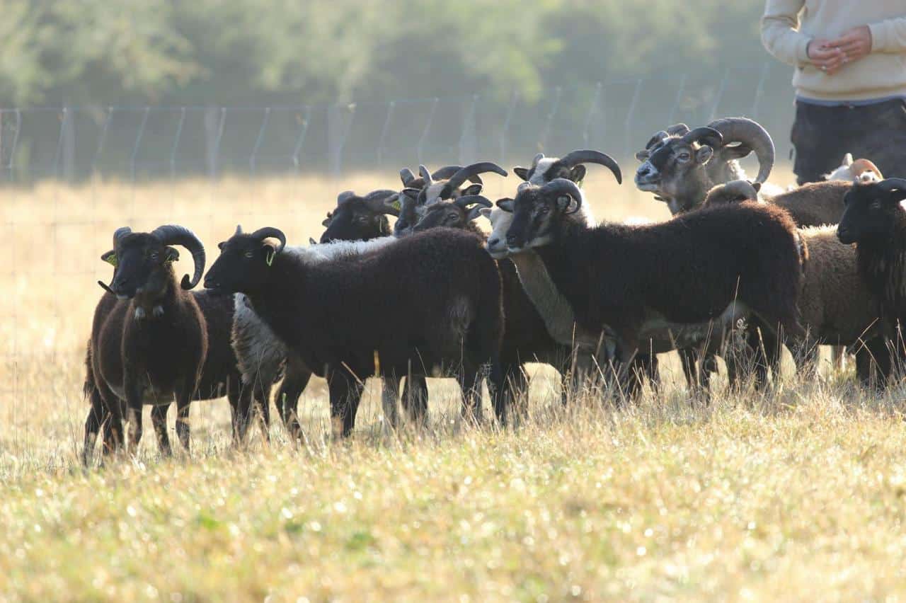 Troupeau de chèvres dans les prairies de BG Connexion