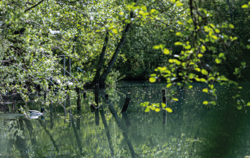 Étang bordé d’arbres et de végétation luxuriante aux Lodges du Lac