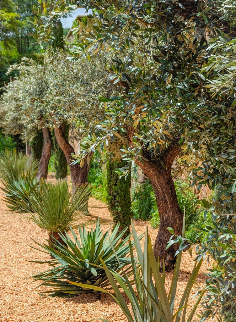 Promenade dans le jardin d'oliviers du Château de Villars