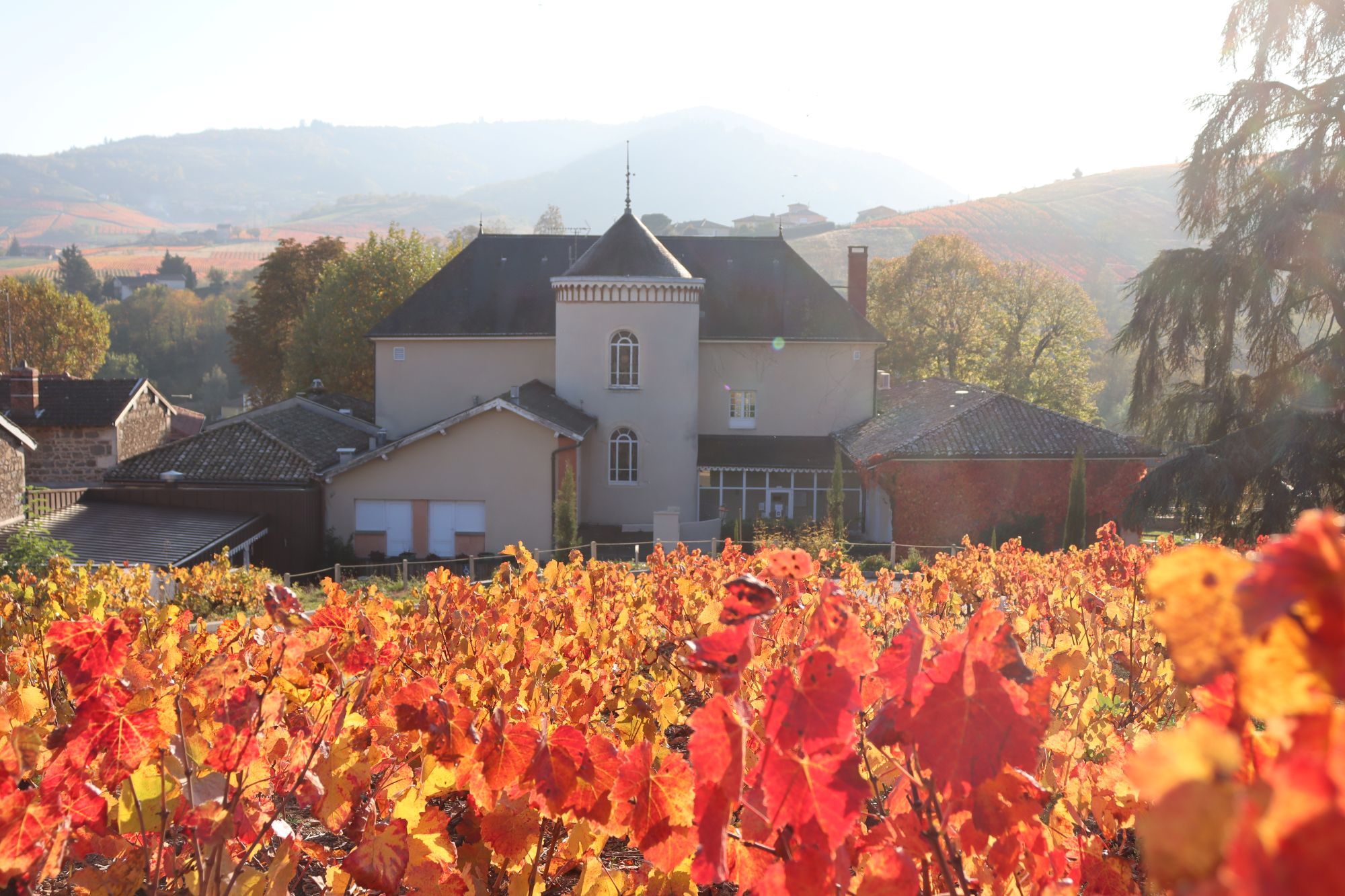 Vue aérienne du Château des Loges et des vignes
