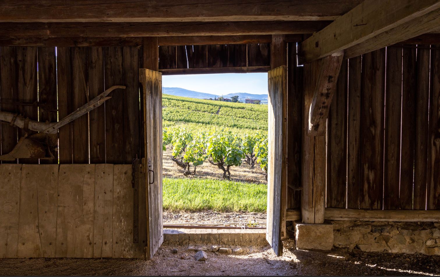 chateau vignes beaujolais vin viticole oenologie