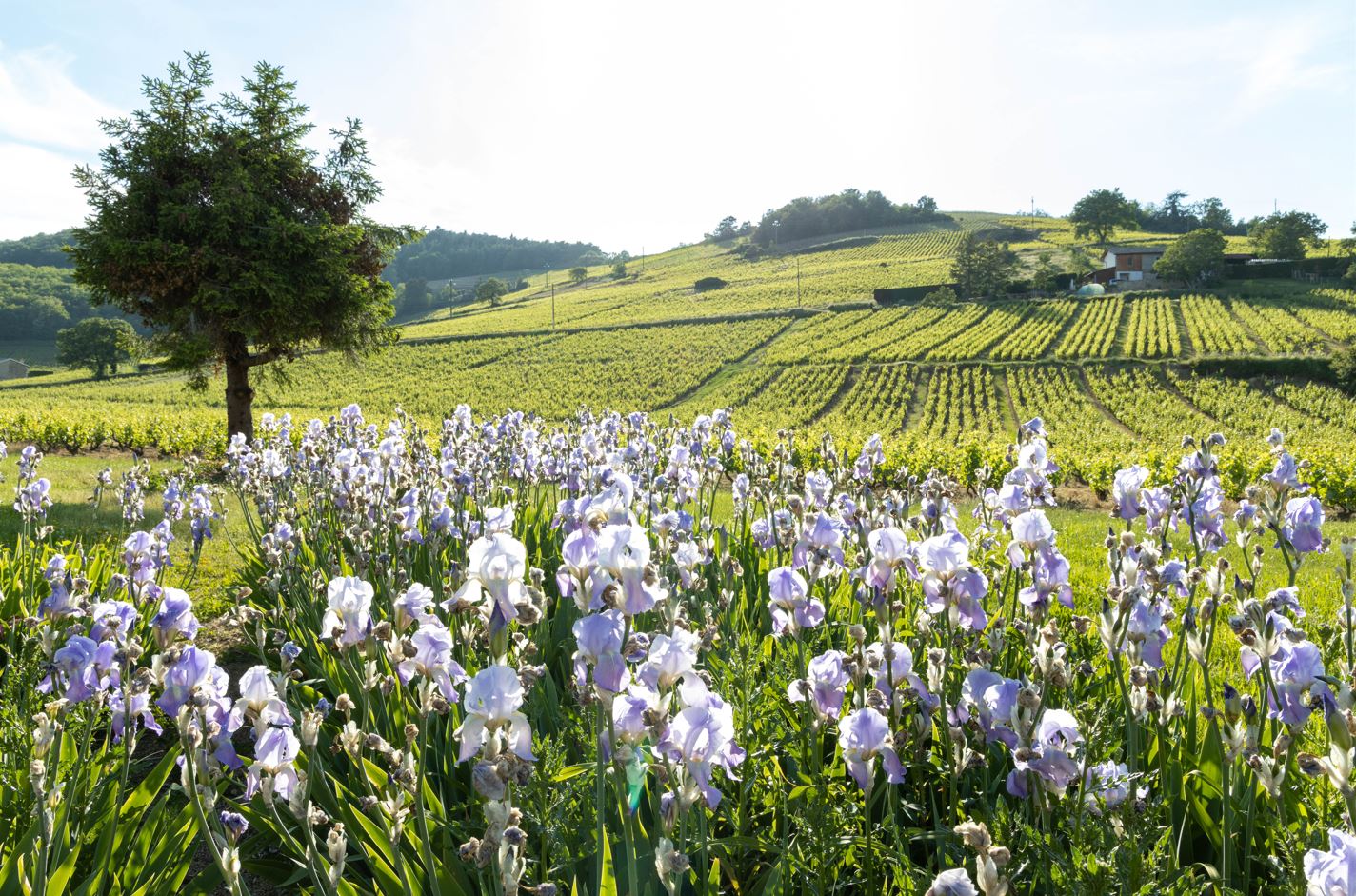 vignes beaujolais domaine viticole ravatys lavorel