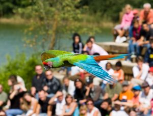 Parc des oiseaux spectacle séminaire