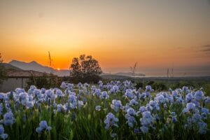 Paysage autour du Domaine d’Alzipratu