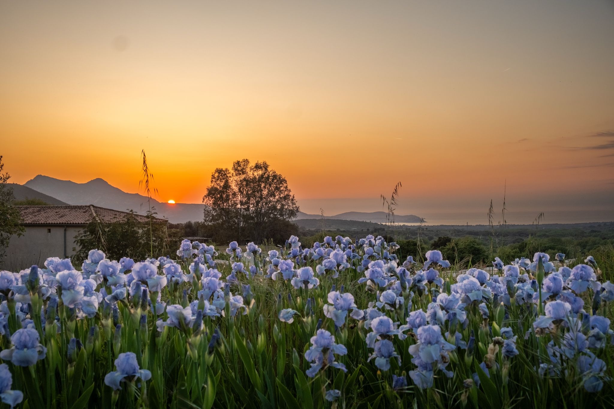Paysage corse autour du Domaine d’Alzipratu